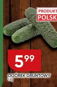 ogórek gruntowy