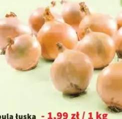 cebula