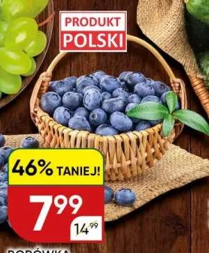 Borówka amerykańska polska